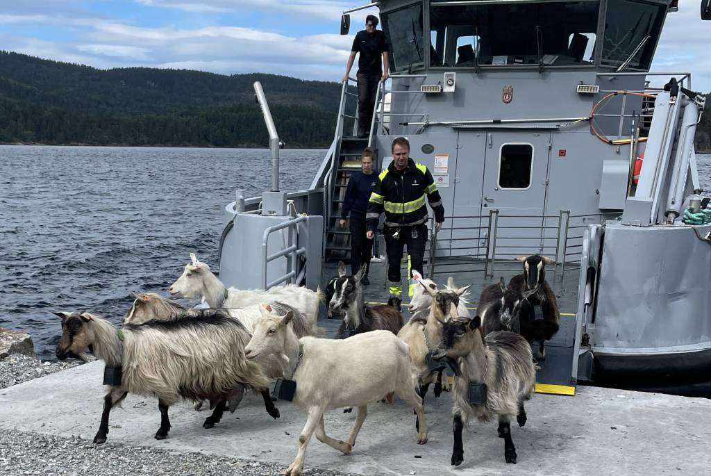Geitene på Oscarsborg